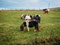 Group of cute little ponies grazing on green meadow