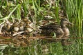 A group of cute Mallard duckling Anas platyrhynchos resting in the reeds at the side of a stream with their mother in the water Royalty Free Stock Photo