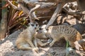 The meerkat (Suricata suricatta) or suricate is a small mongoose found in southern Africa Royalty Free Stock Photo