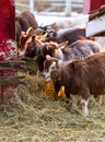 Group of cute of nigerian dwarf goats eating hay by the barn. Beautiful farm animals at petting zoo Royalty Free Stock Photo
