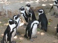 Group of cute penguins in zoo Royalty Free Stock Photo