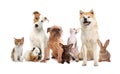 Group of cute pets on white background Royalty Free Stock Photo