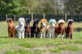 Group of cute ponies baby animal. Generate Ai