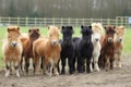 Group of cute ponies farm herd. Generate Ai