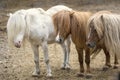 Group of cute pony horses