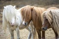 Group of cute pony horses