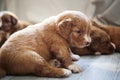 Group of cute puppies resting at home