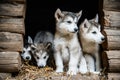 Group of cute puppy alaskan malamute