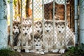 Group of cute puppy alaskan malamute behind fence