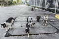 Group of cute street cats and kittens