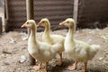 Group of cute yellow ducklings at the farmyard. Growing poultry at home. Royalty Free Stock Photo