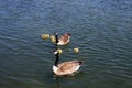 Group of cute yellow ducklings and geese swimming in the water of a pond on a sunny bright summers day Royalty Free Stock Photo