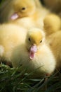 Group of cute yellow fluffy ducklings in springtime, animal family concept Royalty Free Stock Photo