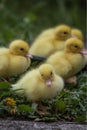 Group of cute yellow fluffy ducklings in springtime, animal family concept