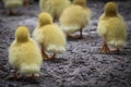 Group of cute yellow fluffy ducklings in springtime, animal family concept