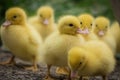 Group of cute yellow fluffy ducklings in springtime green grass, animal family concept