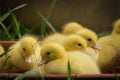 Group of cute yellow fluffy ducklings in springtime green grass, animal family concept