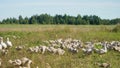Group of cute young white domestic geese walking happily in sunny golden summer countryside landscape. High gain effect. 4K