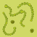 Group of Cyanobacteria on green background, vector illustration Royalty Free Stock Photo