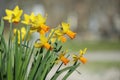 Group of cyclamineius daffodils with orange corona cup and yellow, reflexed yellow tepals. Royalty Free Stock Photo