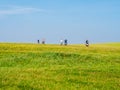 Group of cyclists biking on with grass field on a sunny day with blue sky, Schiermonnikoog, Netherlands