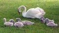 Group of Cygnets with parent swan