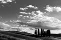 An group of cypresses on a hill in Tuscany Italy, und