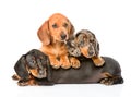 Group Dachshund dogs lying together. isolated on white background Royalty Free Stock Photo
