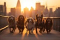 Group of Dachshund dogs in New York City at sunset, A group of dogs enjoys a sunset stroll in the city, featuring dachshunds and a Royalty Free Stock Photo