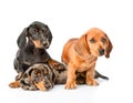 Group Dachshund puppies lying together. isolated on white background Royalty Free Stock Photo