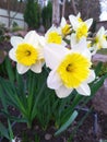 A group of daffodils. In spring, white and yellow daffodil flowers bloom in the garden. Royalty Free Stock Photo