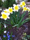 A group of daffodils. In spring, white and yellow daffodil flowers bloom in the garden. Royalty Free Stock Photo