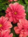 A group of Dahlias with wet petals. Un grupo de Dalias con los pÃÂ©talos mojados