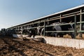 Group of dairy cows in an outdoor cowshed at a dairy farm. Royalty Free Stock Photo