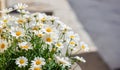 Daisies flowers in spring. Blur background, copy space Royalty Free Stock Photo