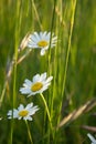 a group of daisies in a field of grass with yellow centers and long stems of flowers in the foreground Royalty Free Stock Photo