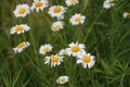 Group of Daisies in the grass