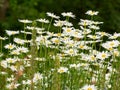 A group of daisies or marguerite blooming in a park at sunset. White flowers with yellow pistils in field outside during Royalty Free Stock Photo