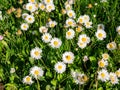 The field of Daisies on a sunny day in spring