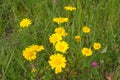 Group of daisies in the meadow