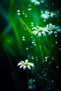 Group of daisies with water droplets on them in the grass. Generative AI Royalty Free Stock Photo