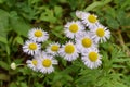 Group of daisy fleabane flowers growing in the garden Royalty Free Stock Photo