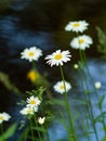 Group daisy flowers on water background. Royalty Free Stock Photo