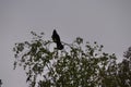 Perched on the top branches of a birch tree. In early spring is a crow observing the environment, shown in silhouette. Crows are 