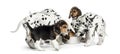 Group of Dalmatian and Beagle puppies eating all together