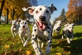 Group of Dalmatian dogs running in the park in autumn, Cute funny dalmatian dogs group running and playing on green grass in park