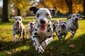 Group of dalmatian dogs running in the park in autumn, Cute funny dalmatian dogs group running and playing on green grass in park