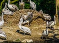 Group of dalmatian pelicans together at the nest, common water bird specie from europe