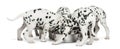 Group of Dalmatian puppies eating all together, isolated