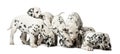 Group of Dalmatian puppies eating